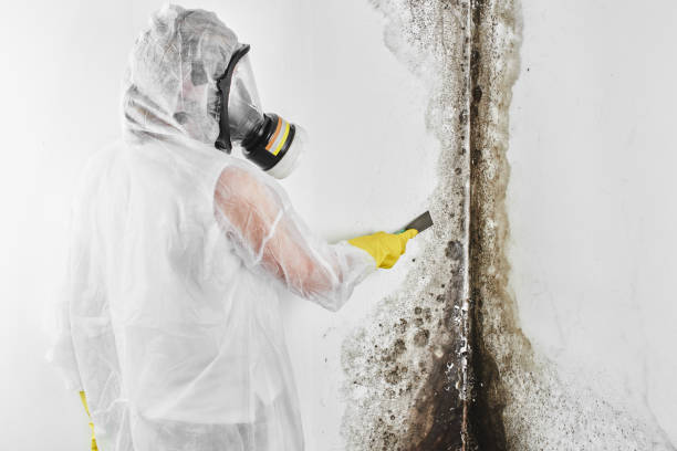 Best Residential Mold Remediation in Santa Rosa, CA