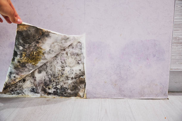 Professional Mold Remediation in Santa Rosa, CA
